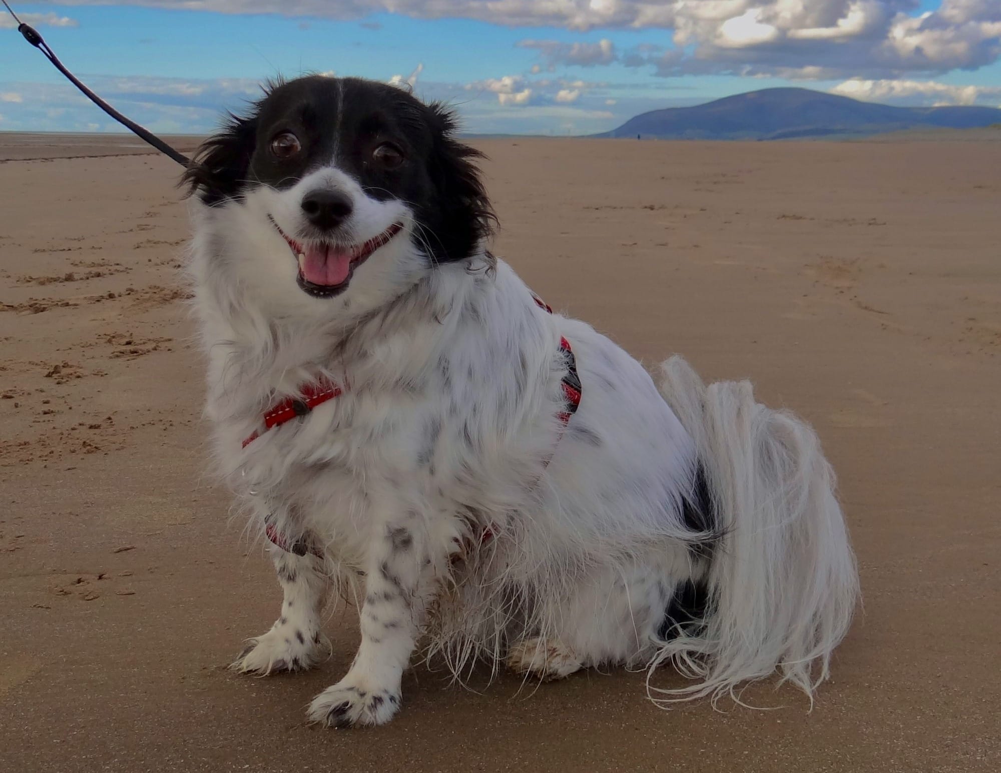 Are Collies Good Family Dogs