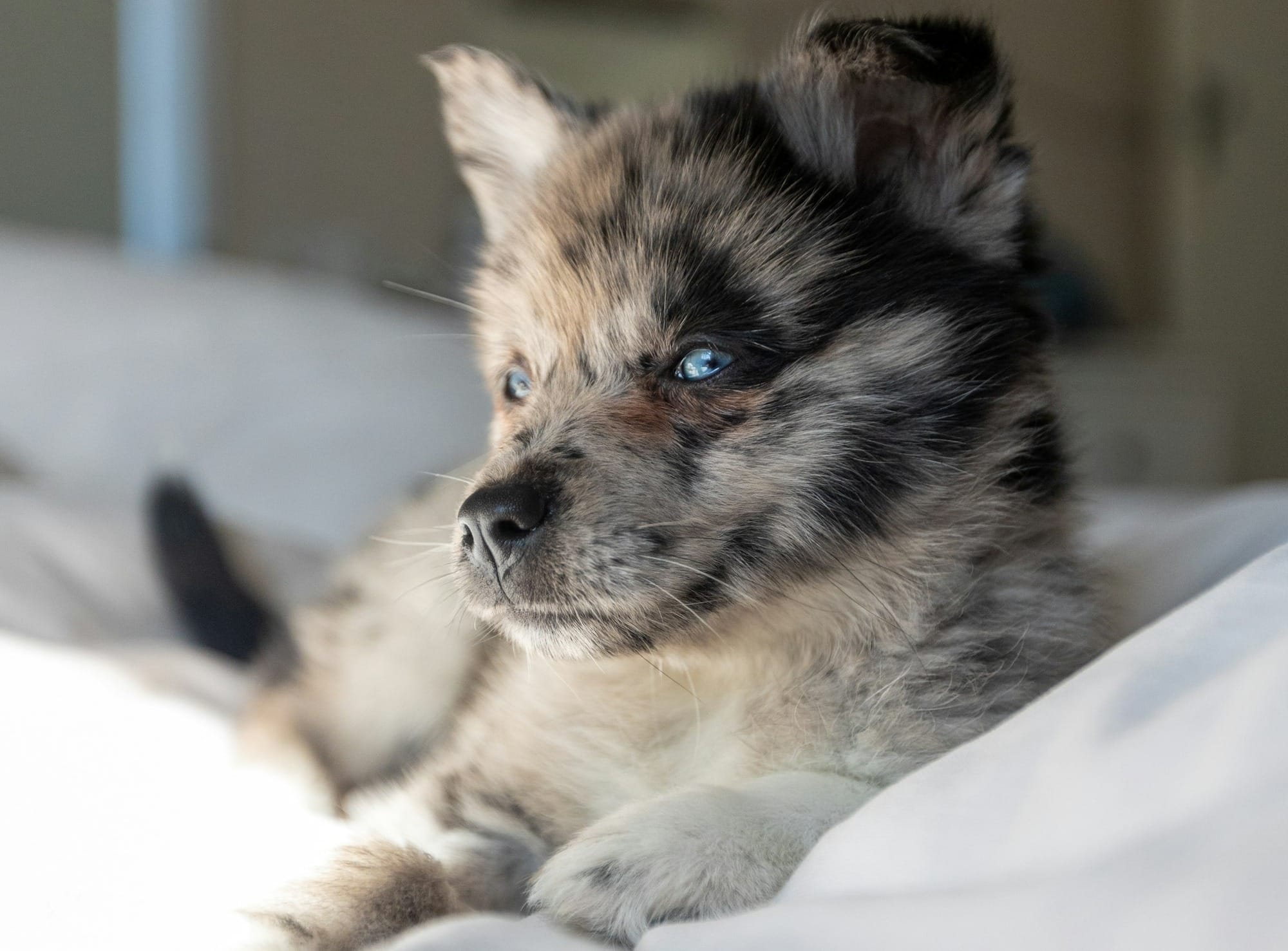 Are Pomskies Easy to Train