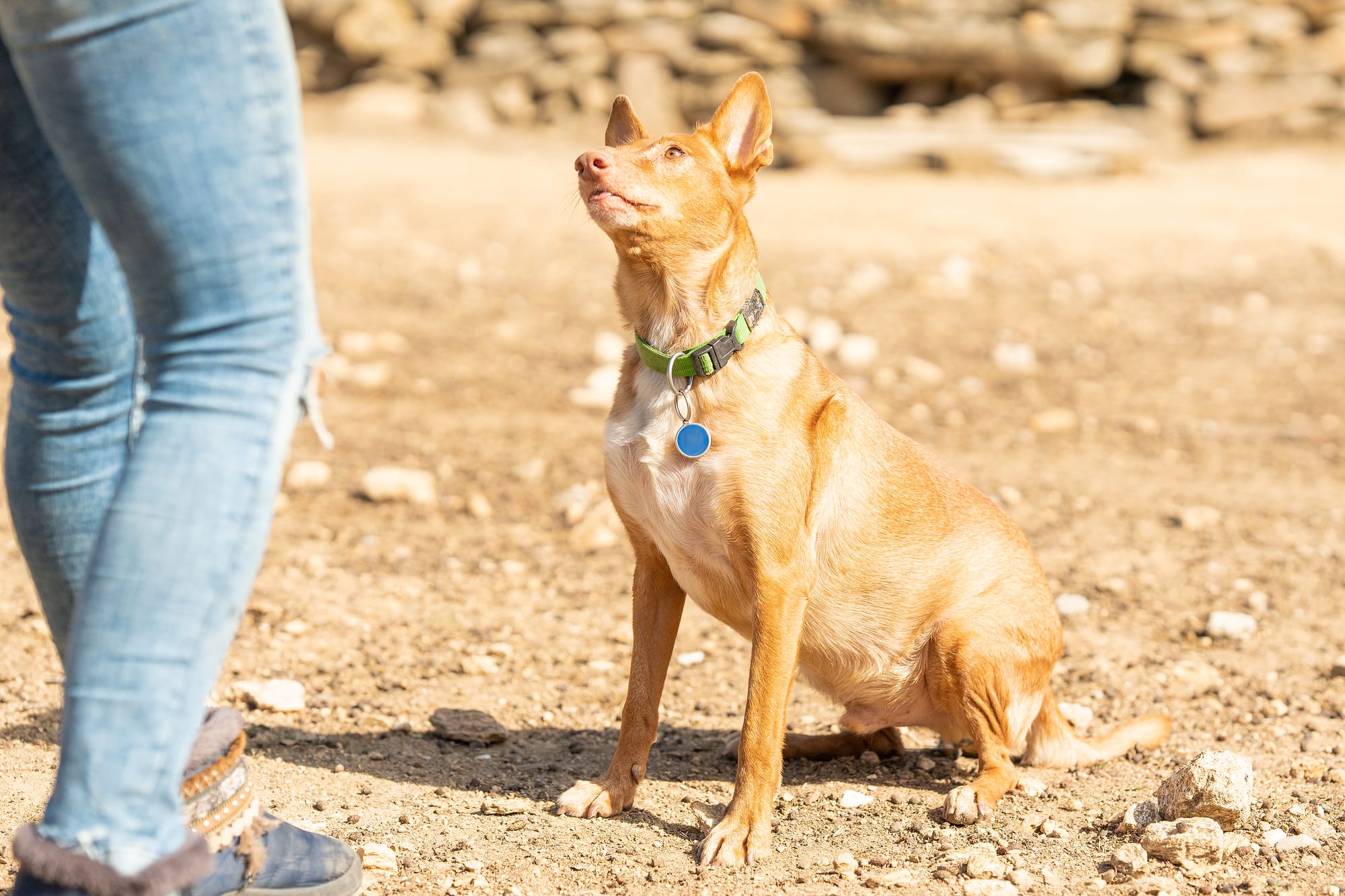 Are Basenji Easy to Train