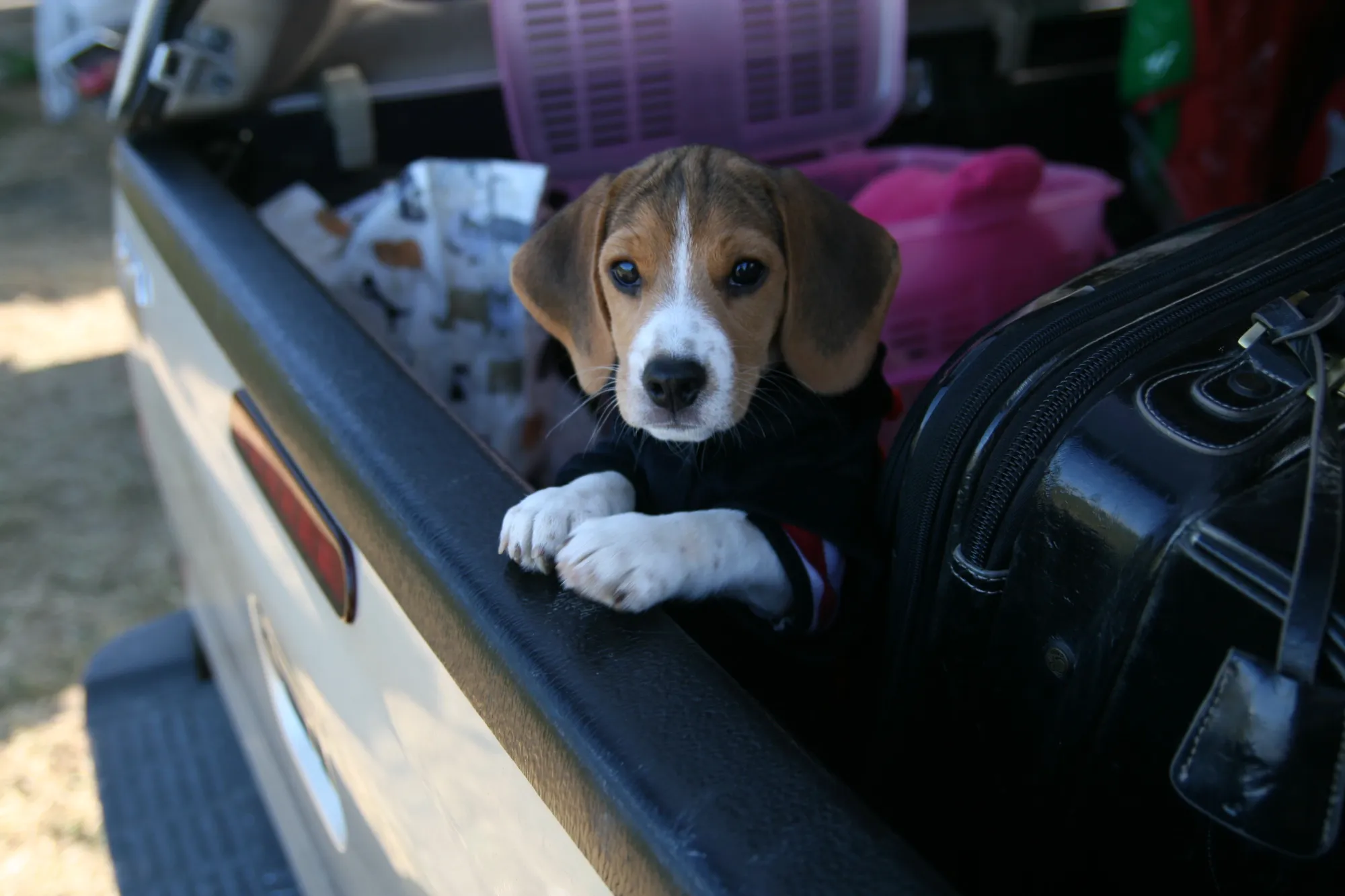How to Transport Dogs Across Country