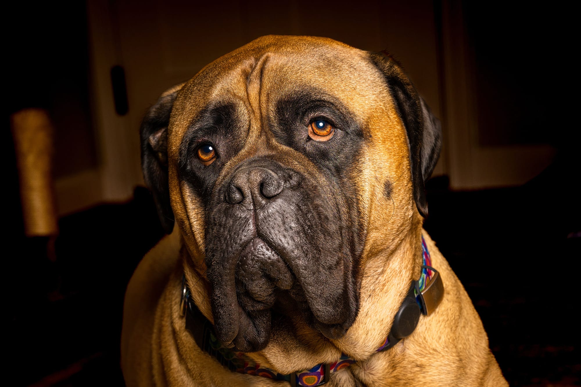 Are Mastiff Dogs Good Pets