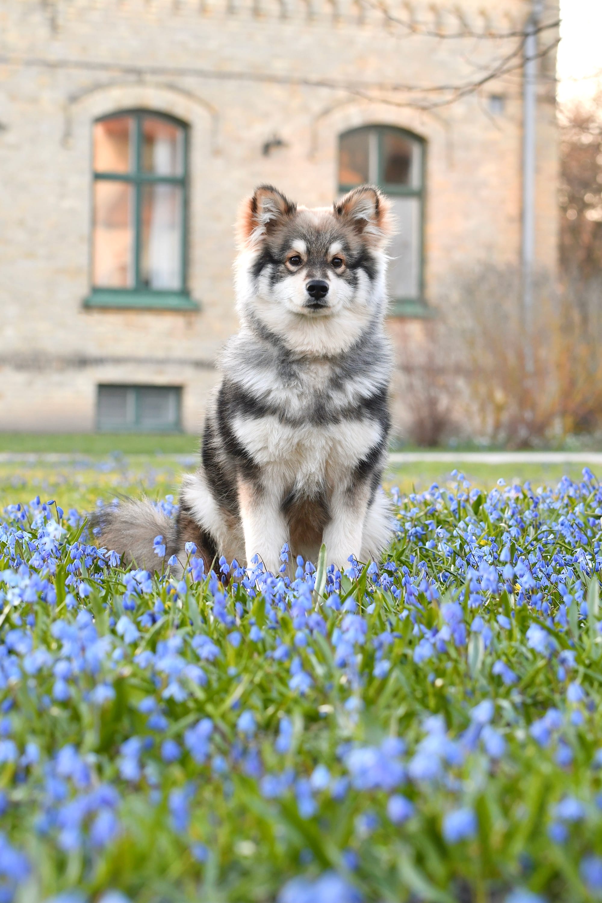 Are Pomskies Healthy