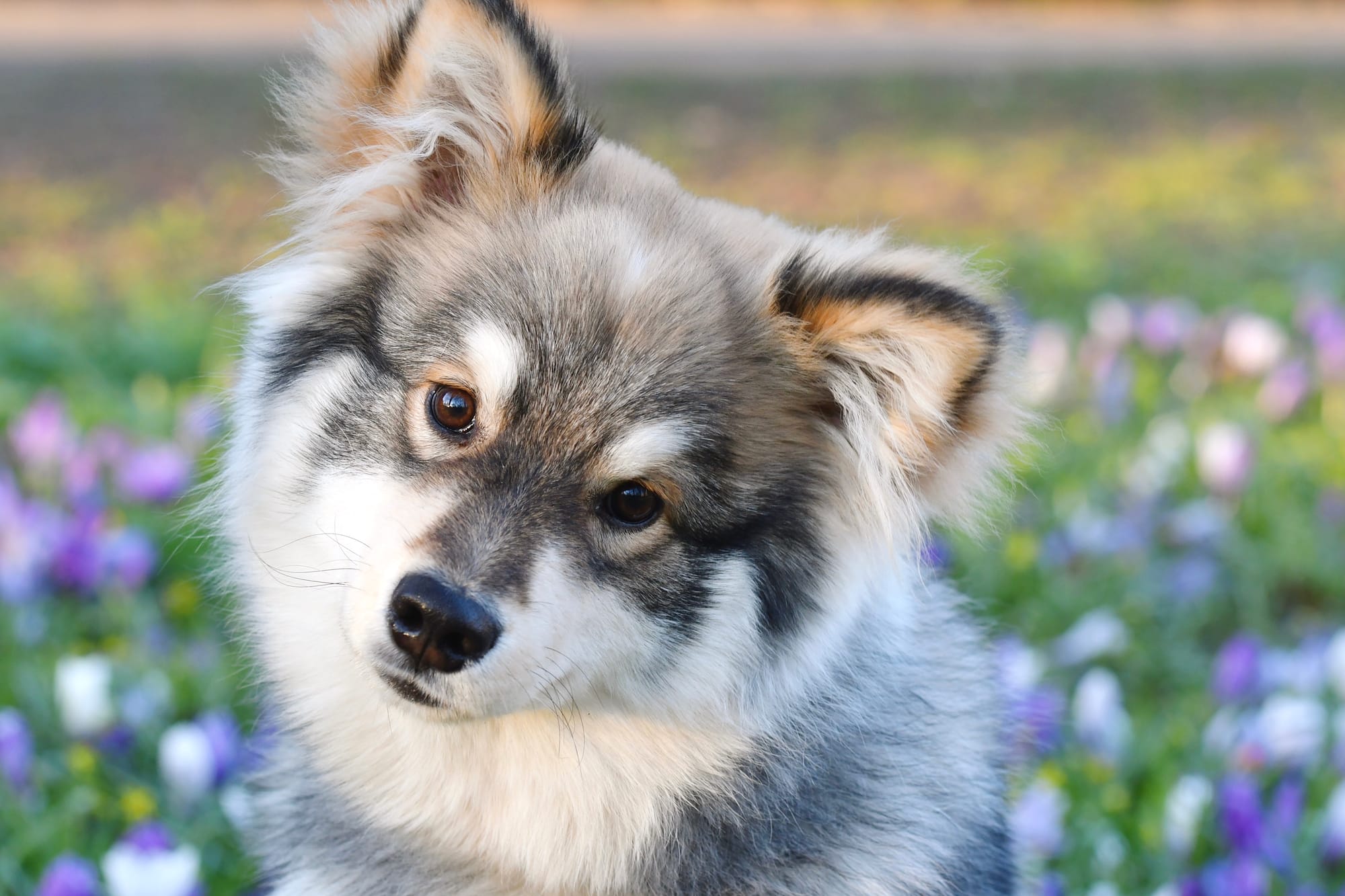 Can Pomsky Be Left Alone