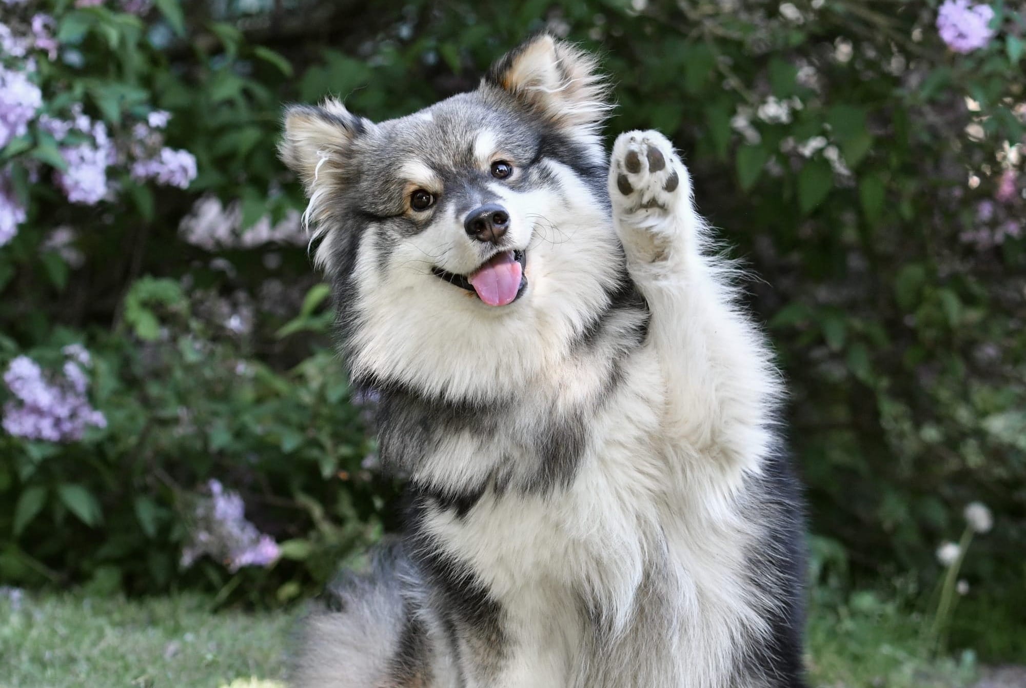 Are Pomskies Easy to Train