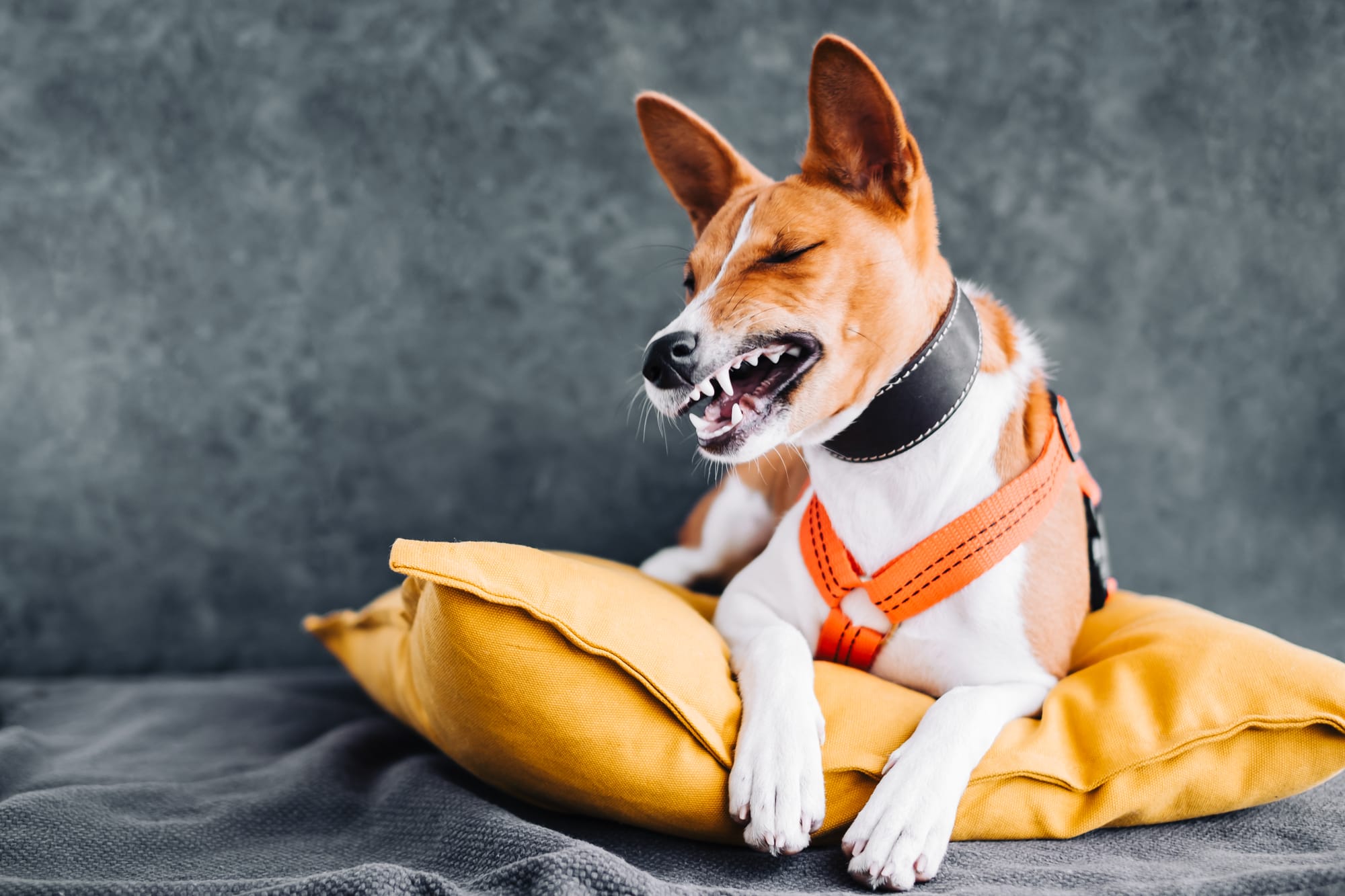 Basenji apartment sales