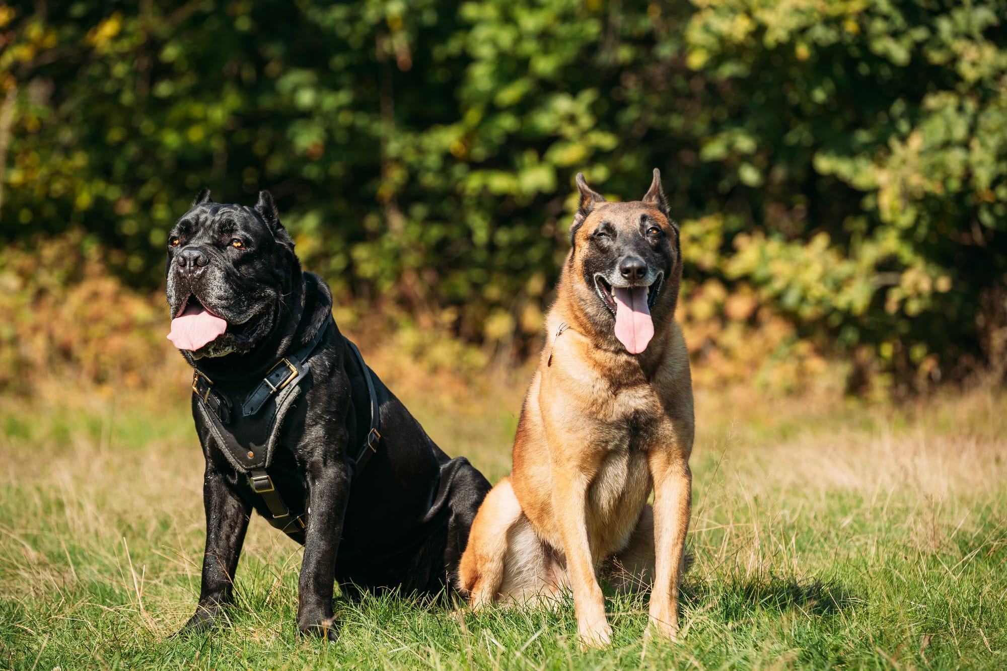 Are Mastiff Dogs Hypoallergenic