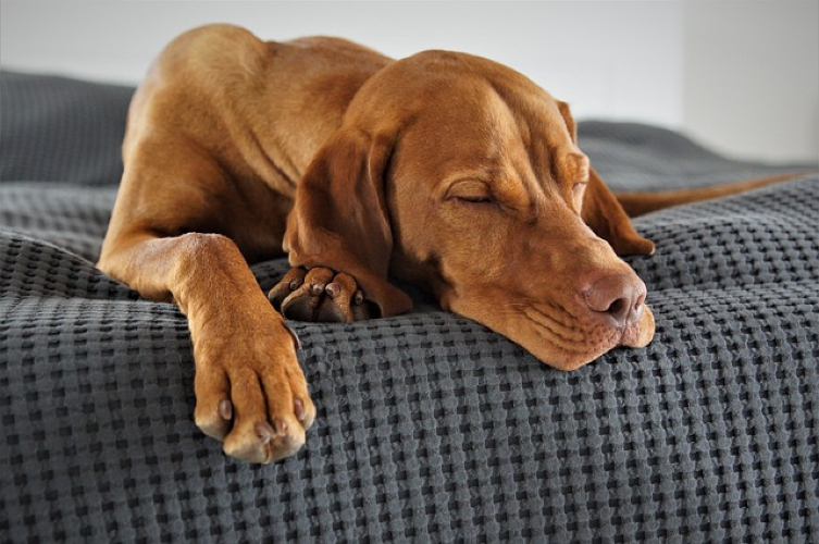 Is Valerian Root Safe for Dogs