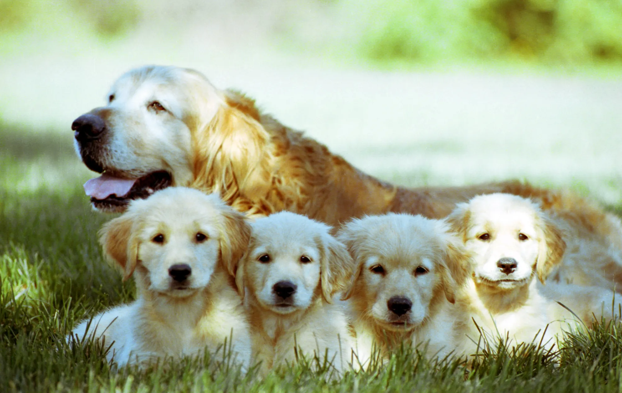 Blonde Dog Breeds