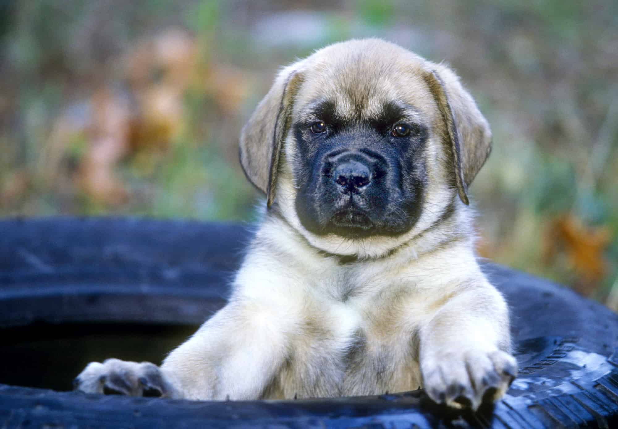 How Much Are Mastiff Puppies