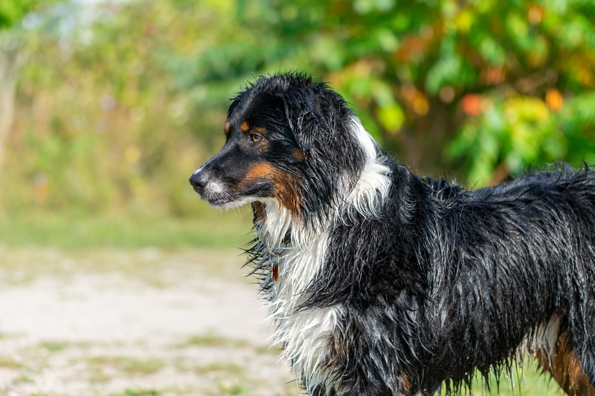 Are Collie Dogs Good Pets