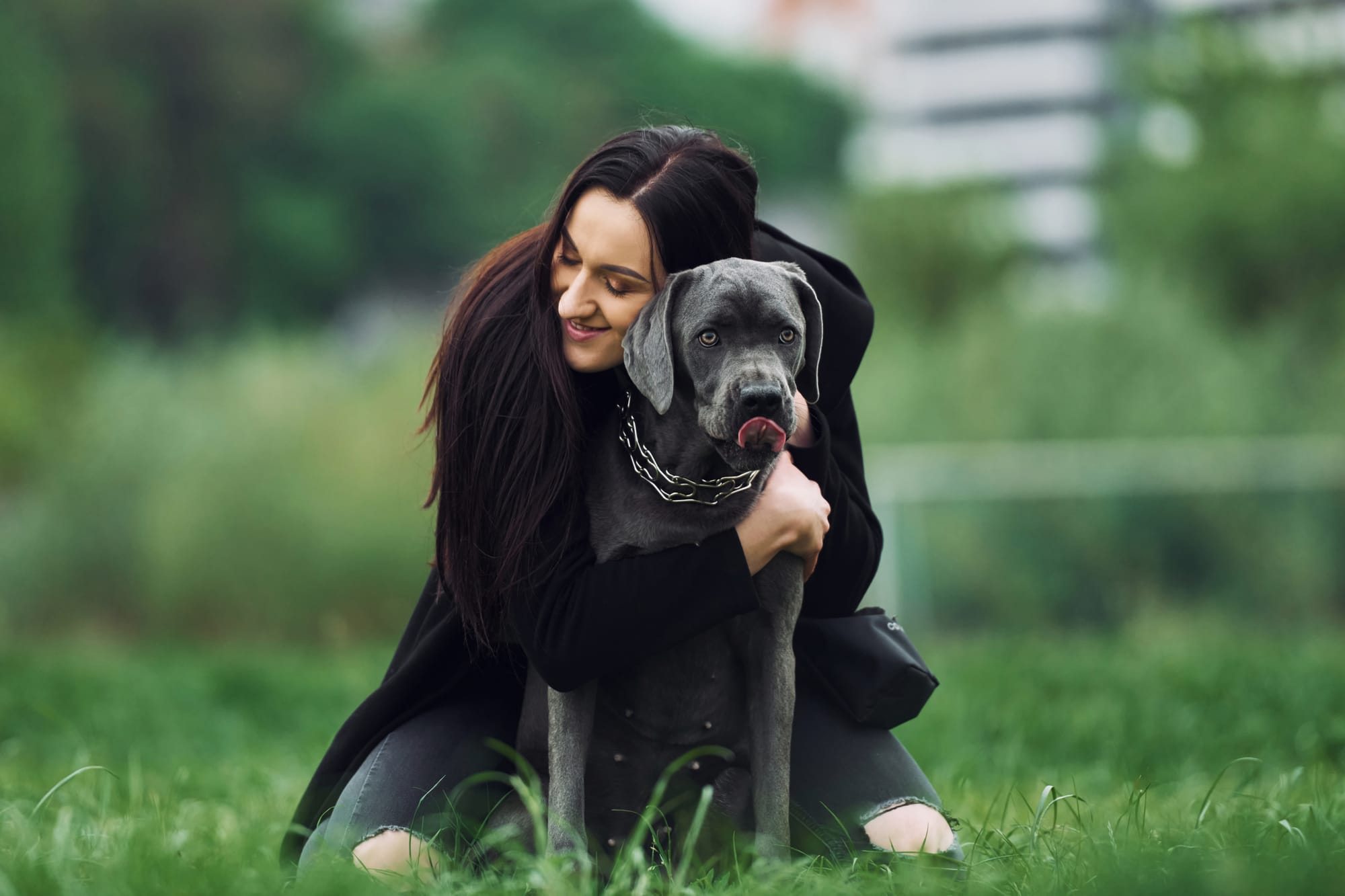 Neapolitan Mastiff