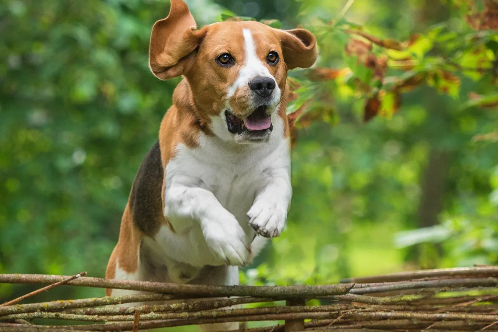 Fence for Jack Russell Terrier