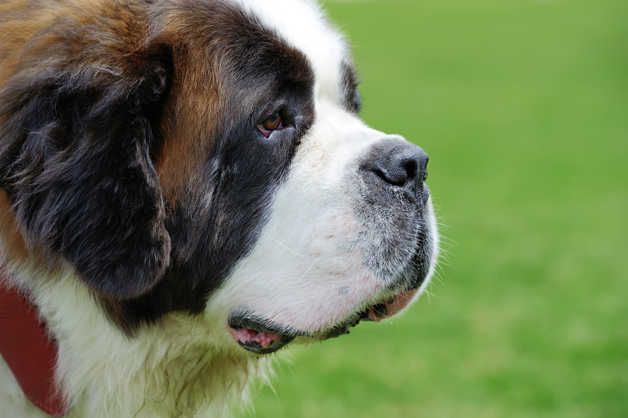 Cute saint best sale bernard names