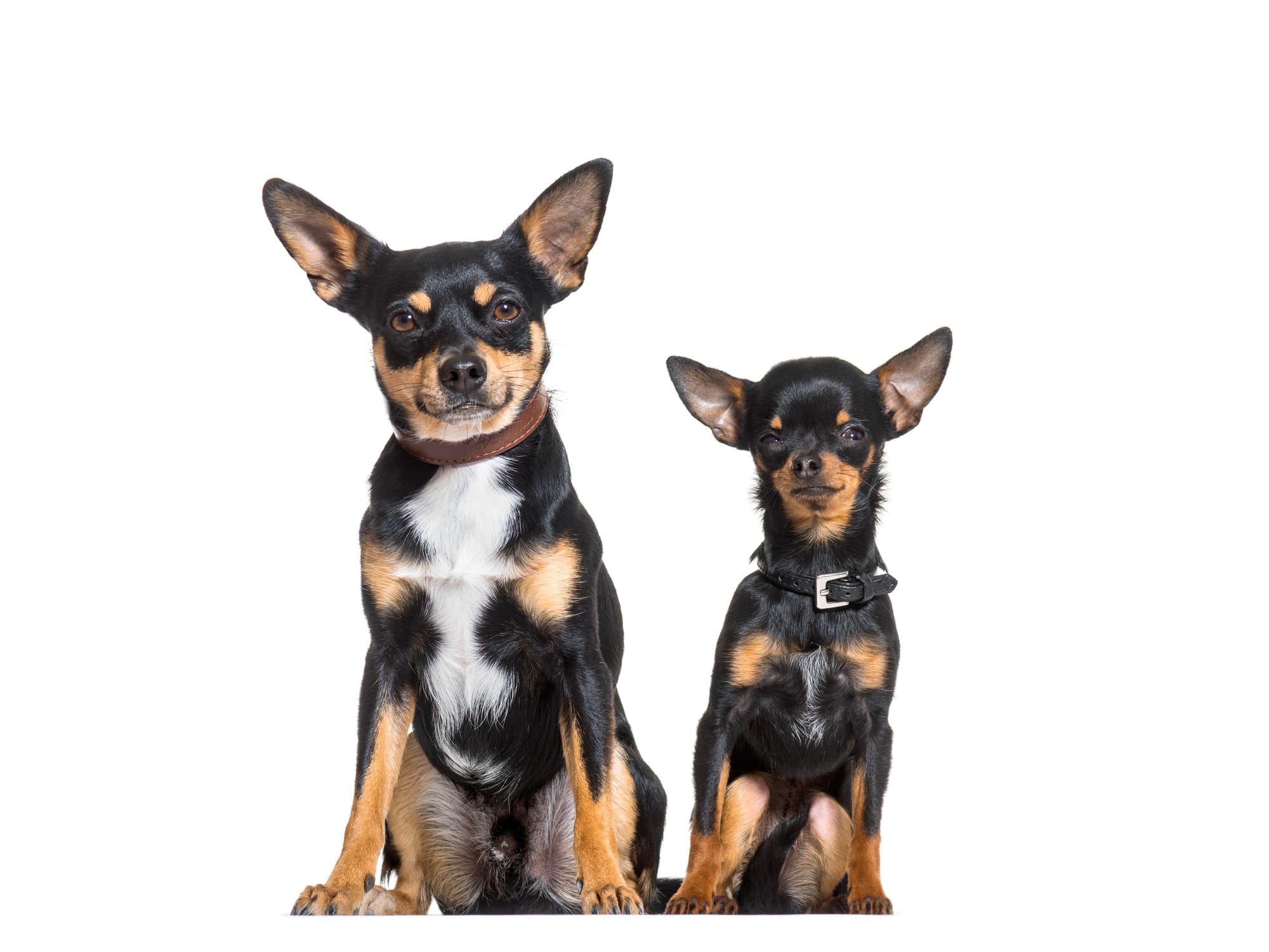 Are Miniature Pinschers Related to Dobermans