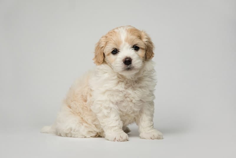 White clearance bichon dog