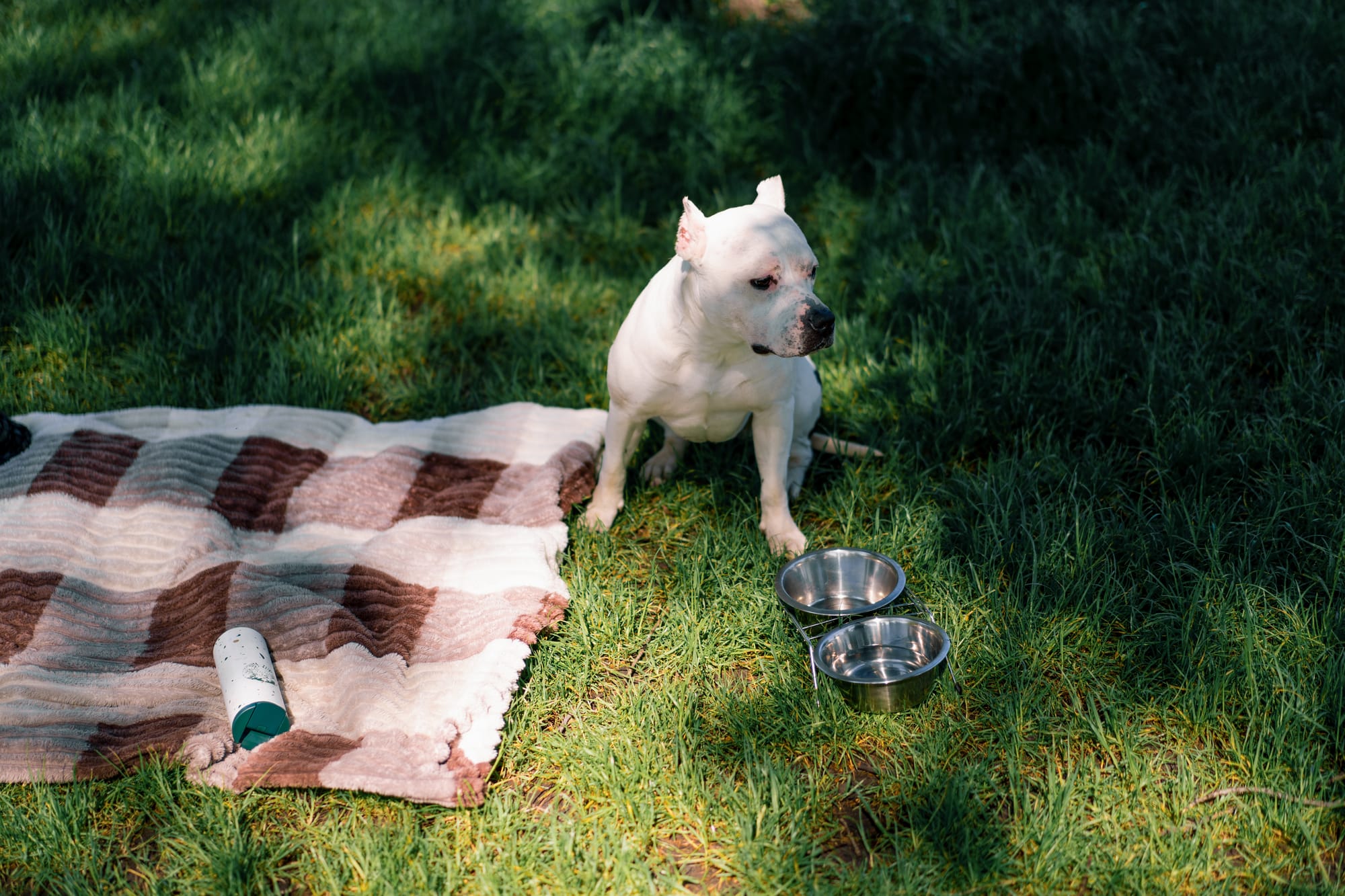 Top Dog Beds for Camping Comfort on the Go!