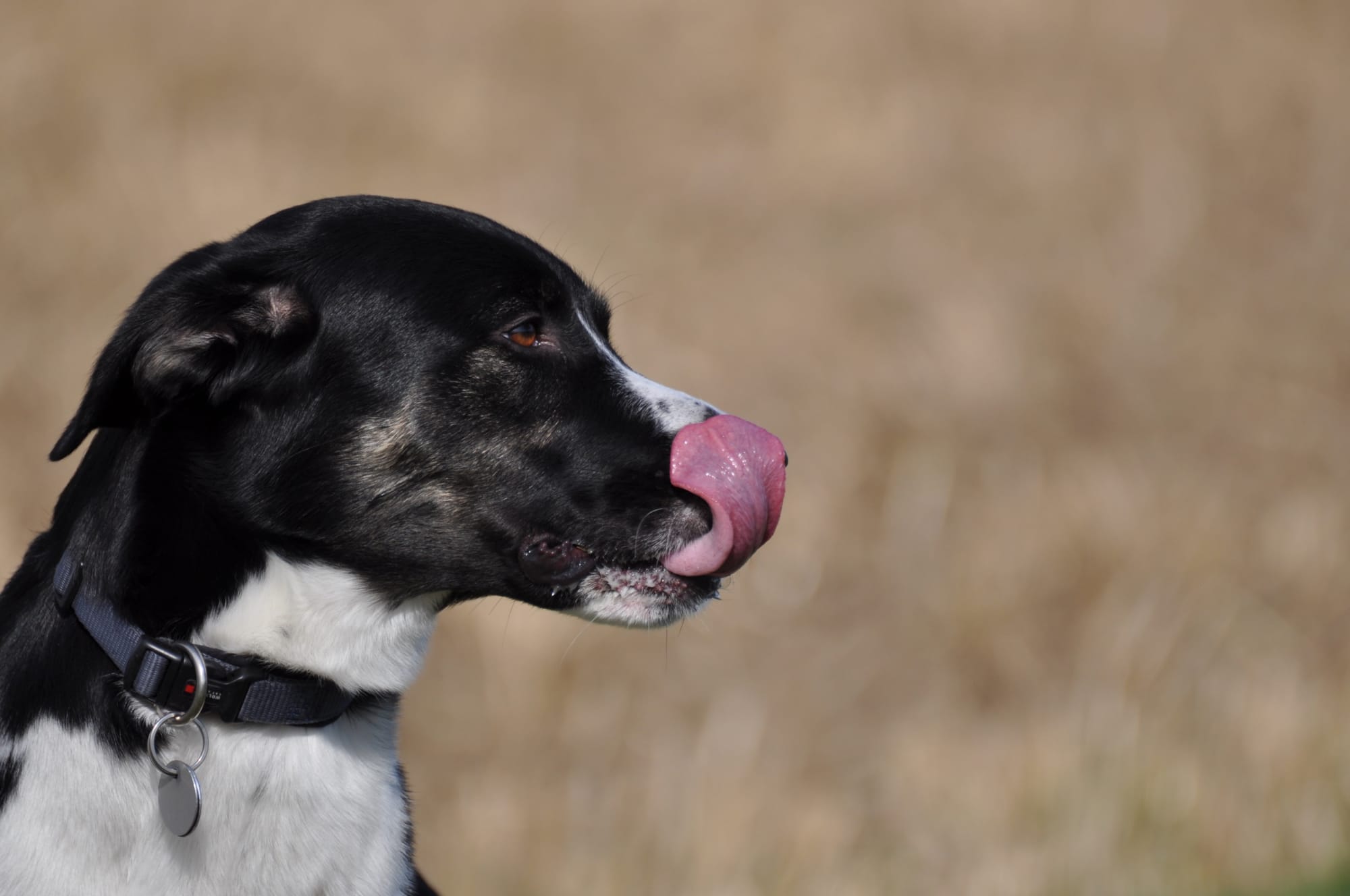 Should I Let My Dog Lick His Wound