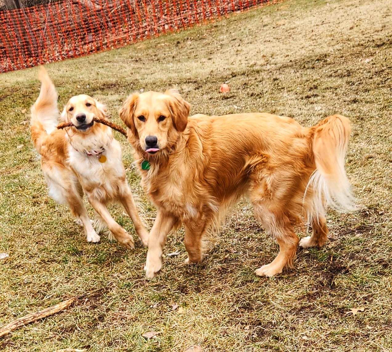 DOGFLUENCERS: Meet Betty & Sugar, The Dog Duo Spreading Joy One Wag at a Time