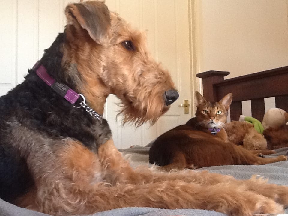 Are Airedale Terriers Good with Cats?