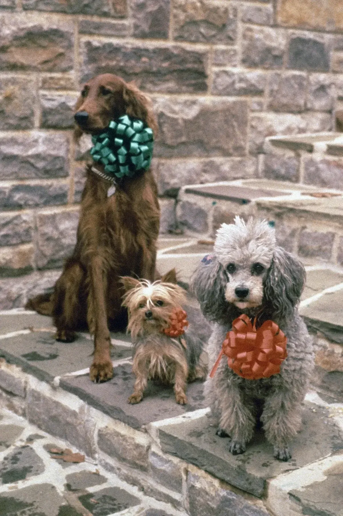 Richard Nixon's festively dressed dogs