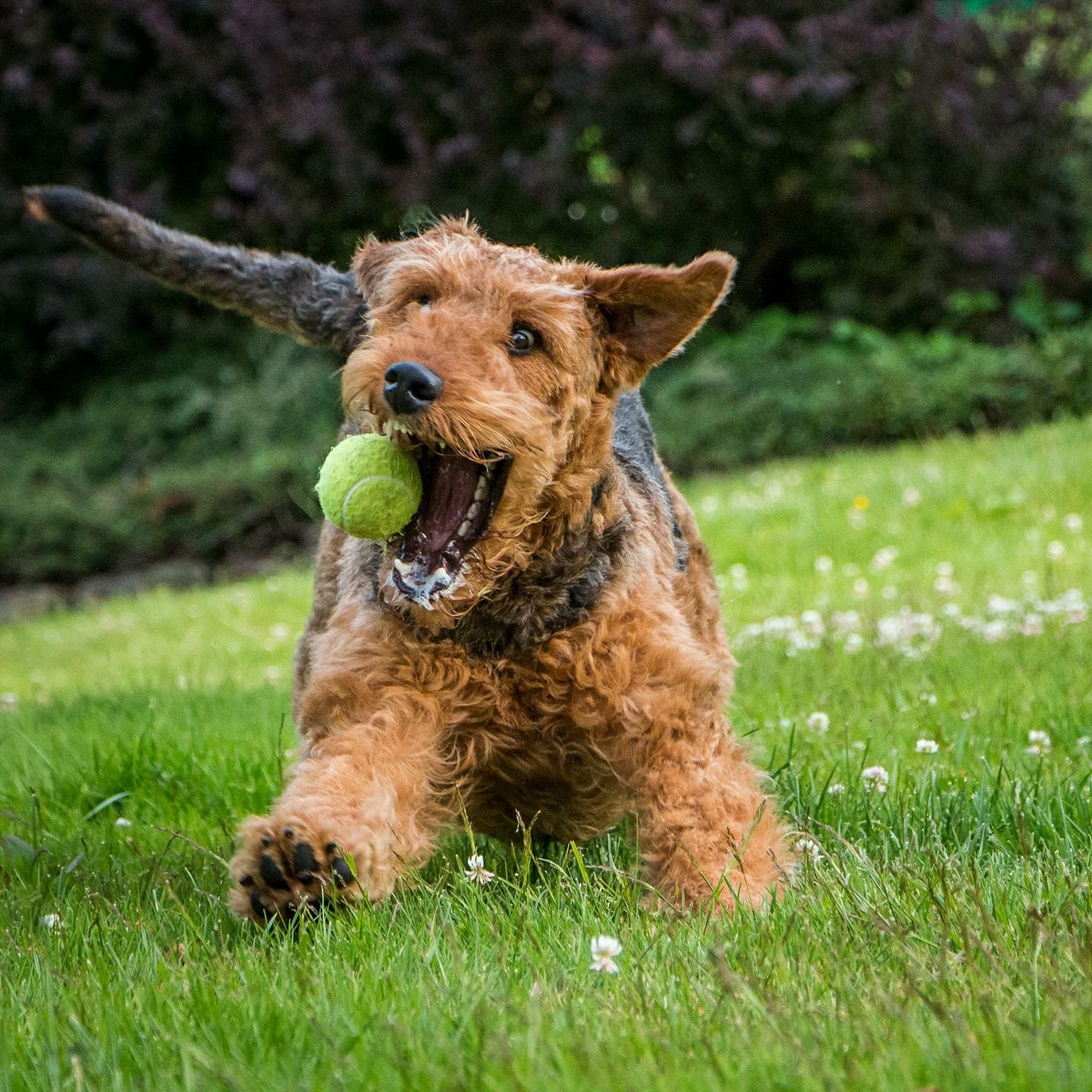 Are Airedale Terriers Easy to Train?