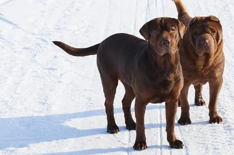 Discover Perfect Brown Dog Names