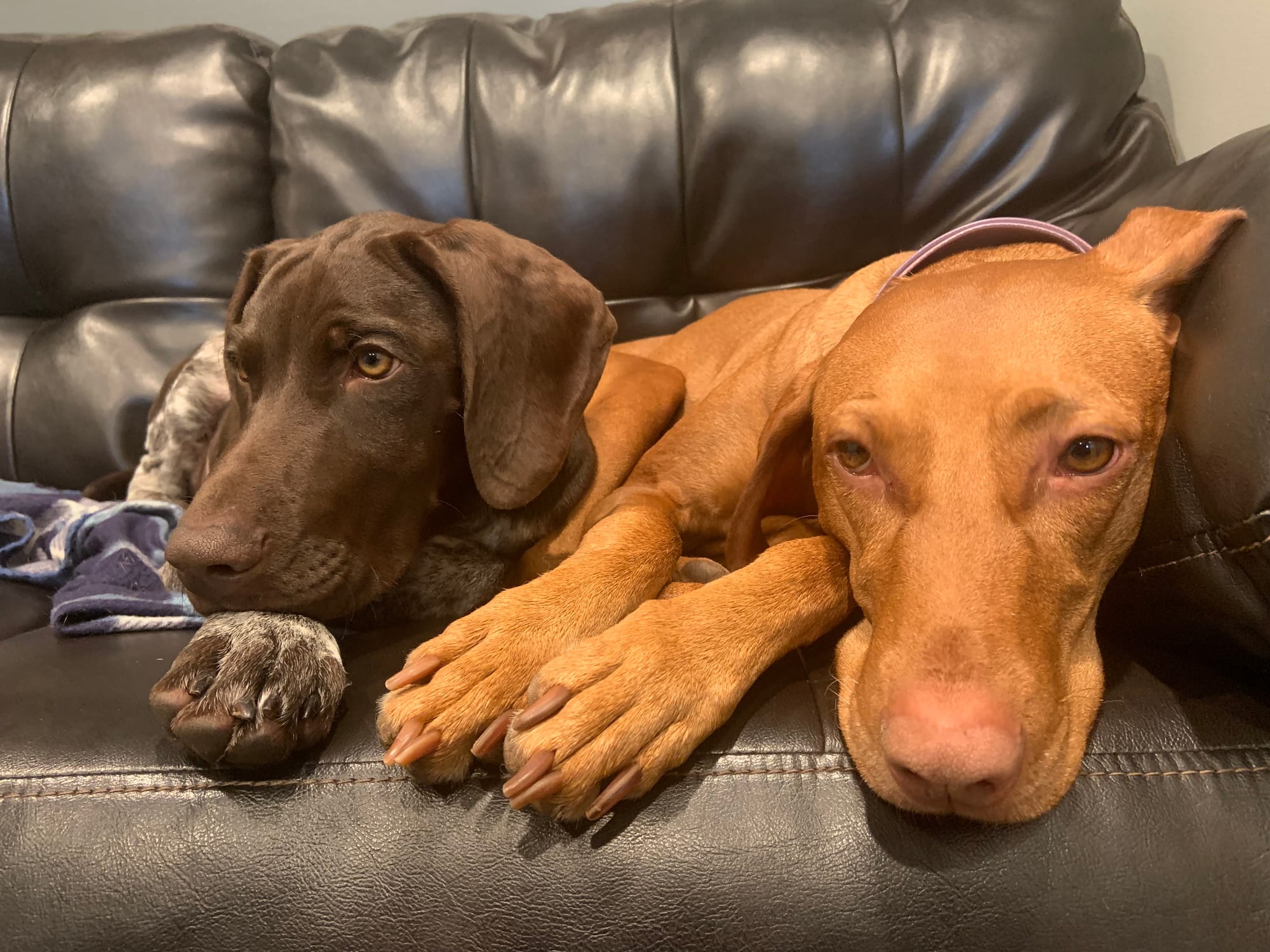 Weimaraner vs. Vizsla