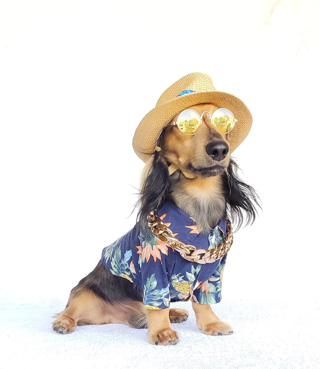 DOGFLUENCERS: Meet Skippy, The Adorable Long-Haired Dachshund Spreading Sunshine and Smiles on Social Media!