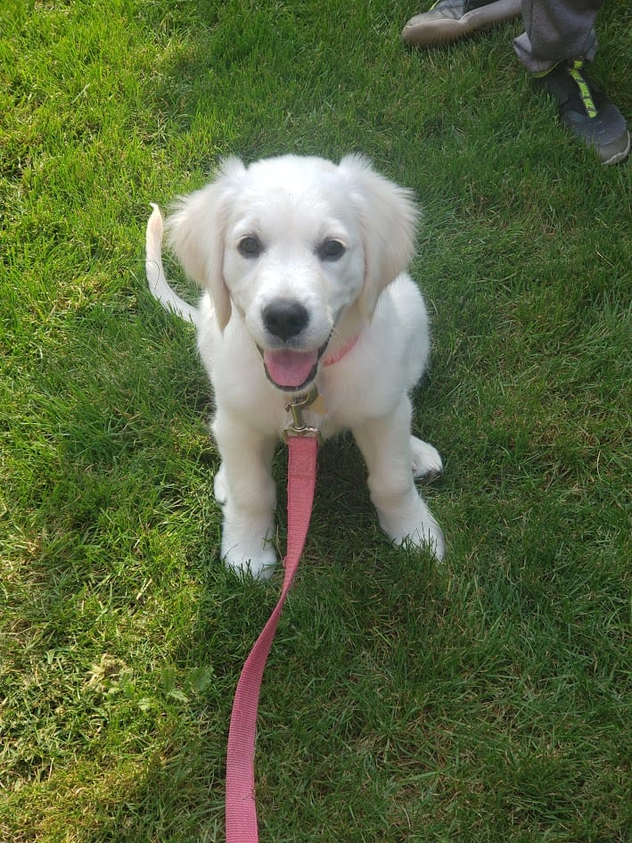 DOGFLUENCERS: Meet Maxi, Instagram's English Cream Golden Retriever Spreading Love, Laughs and Licks