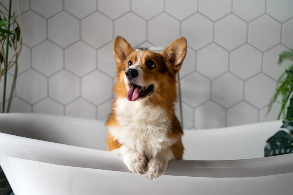 Can I Bathe My Dog Everyday?