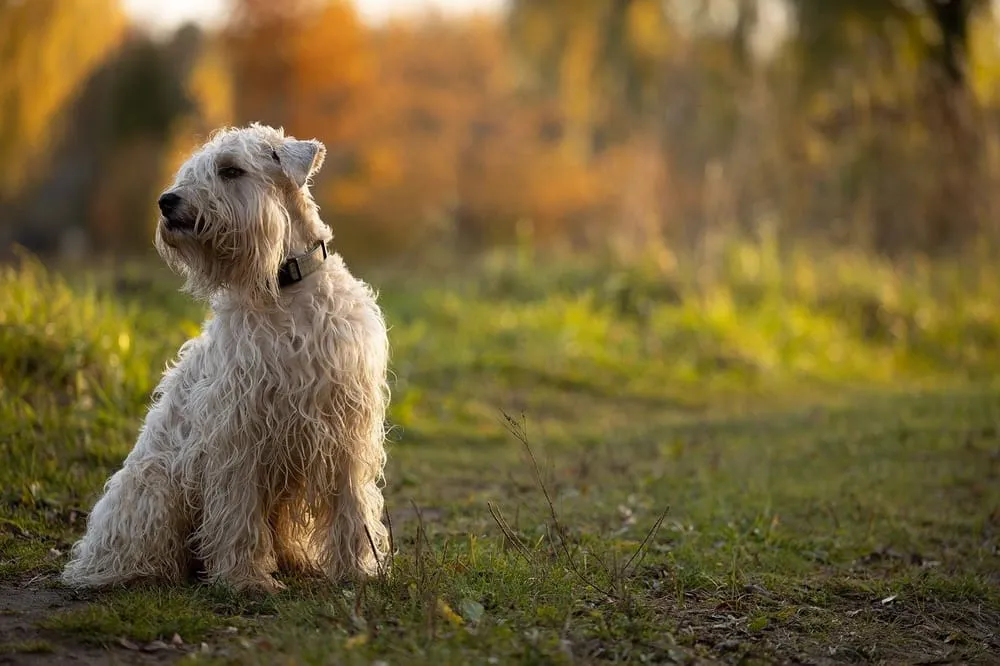 Are Soft Coated Wheaten Terriers Cuddly?