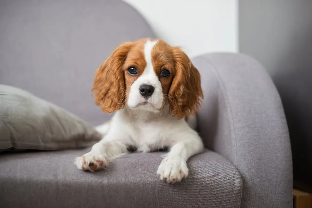 Factors to Consider When Leaving Your Cavalier King Charles Spaniel Alone