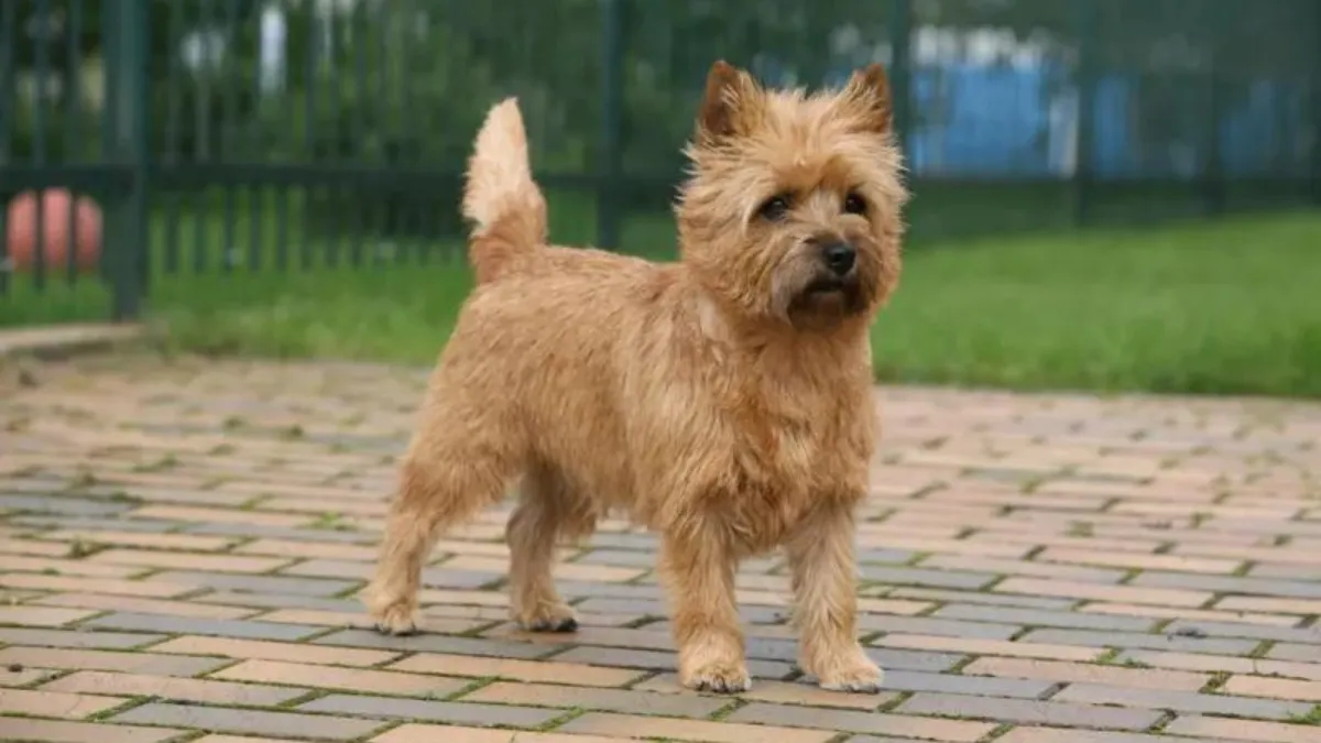 Cairn Terriers Compatibility with Families