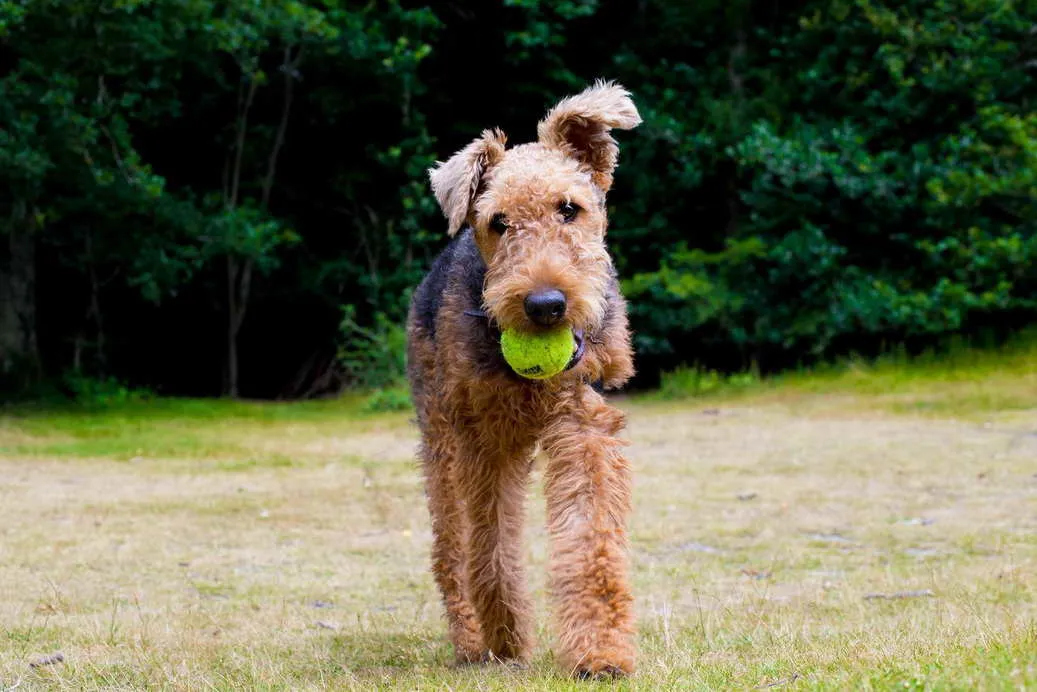 Training Airedale Terriers