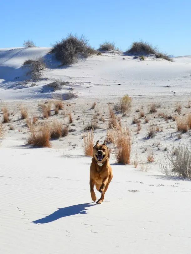 dog in white sands national park