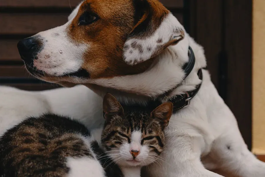 Are Treeing Walker Coonhounds Good with Cats