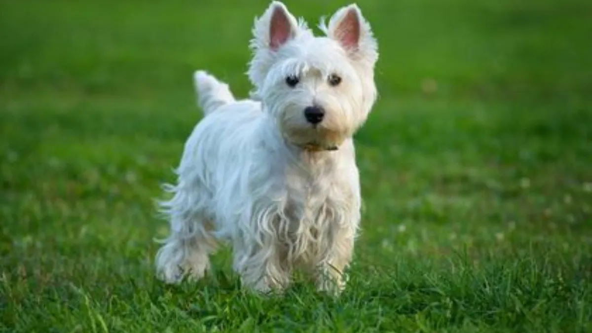 Famous Cairn Terriers