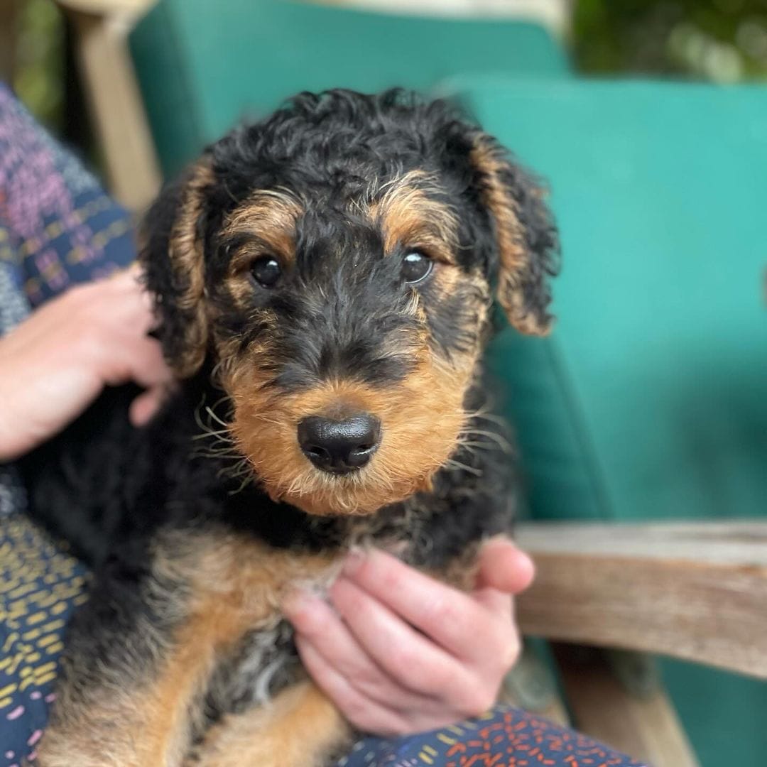 Are Airedale Terriers Good for First Time Owners
