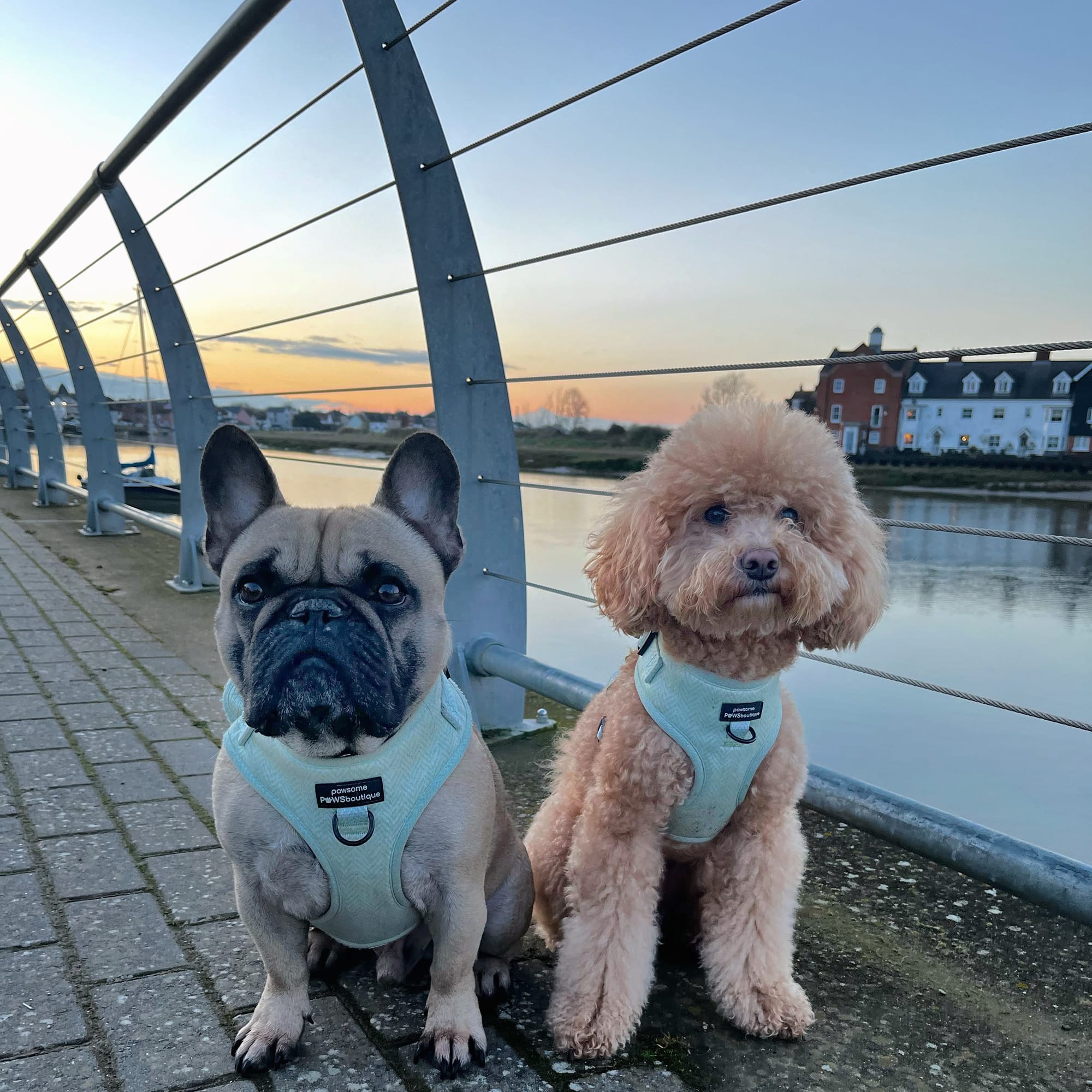 DOGFLUENCERS: Meet Maple & Fabio, Instagram's Adventurous Duo