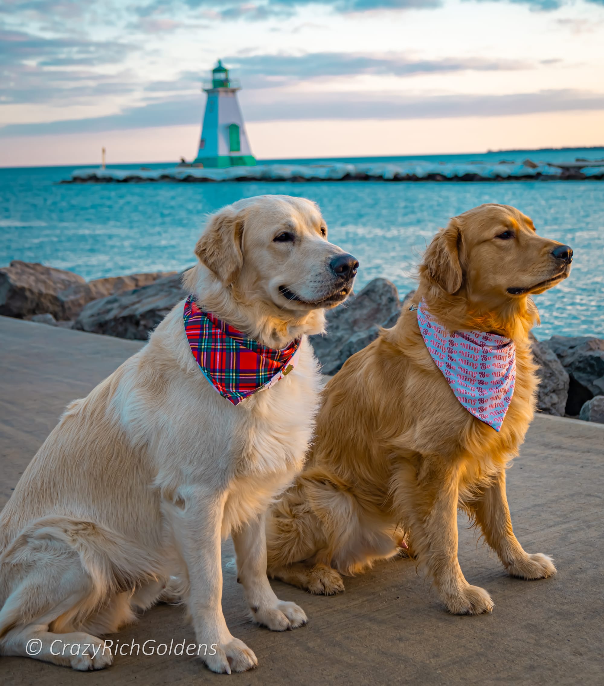 DOGFLUENCERS: Meet Shibu & Gaara, Two Goldens and Their Journey from Ordinary to Extraordinary in the World of Dog Influencers