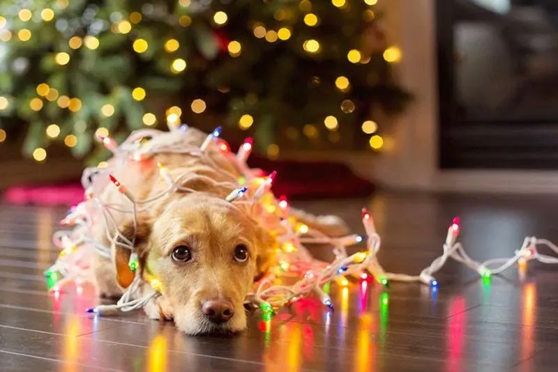 Holiday Hazards That Dog Owners Should Be Aware Of.
