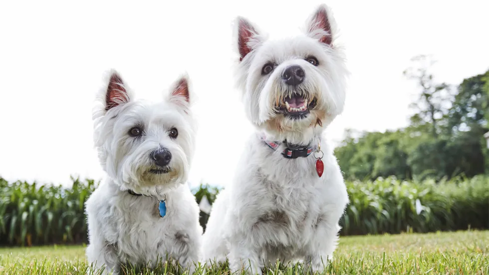 how big do west highland white terriers get