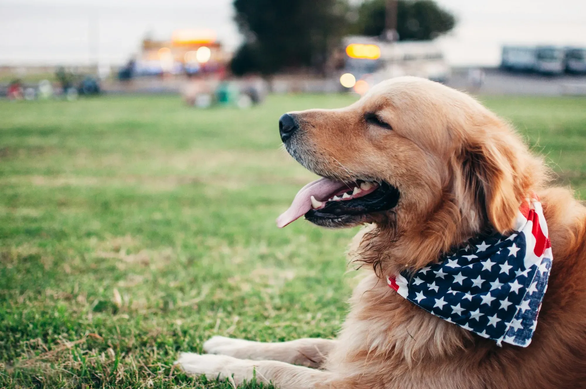 American Flag Dog Collar