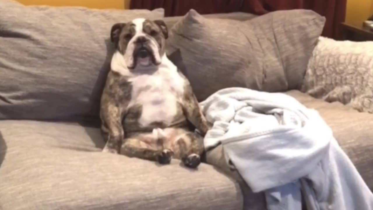 Dog Sitting Like Human