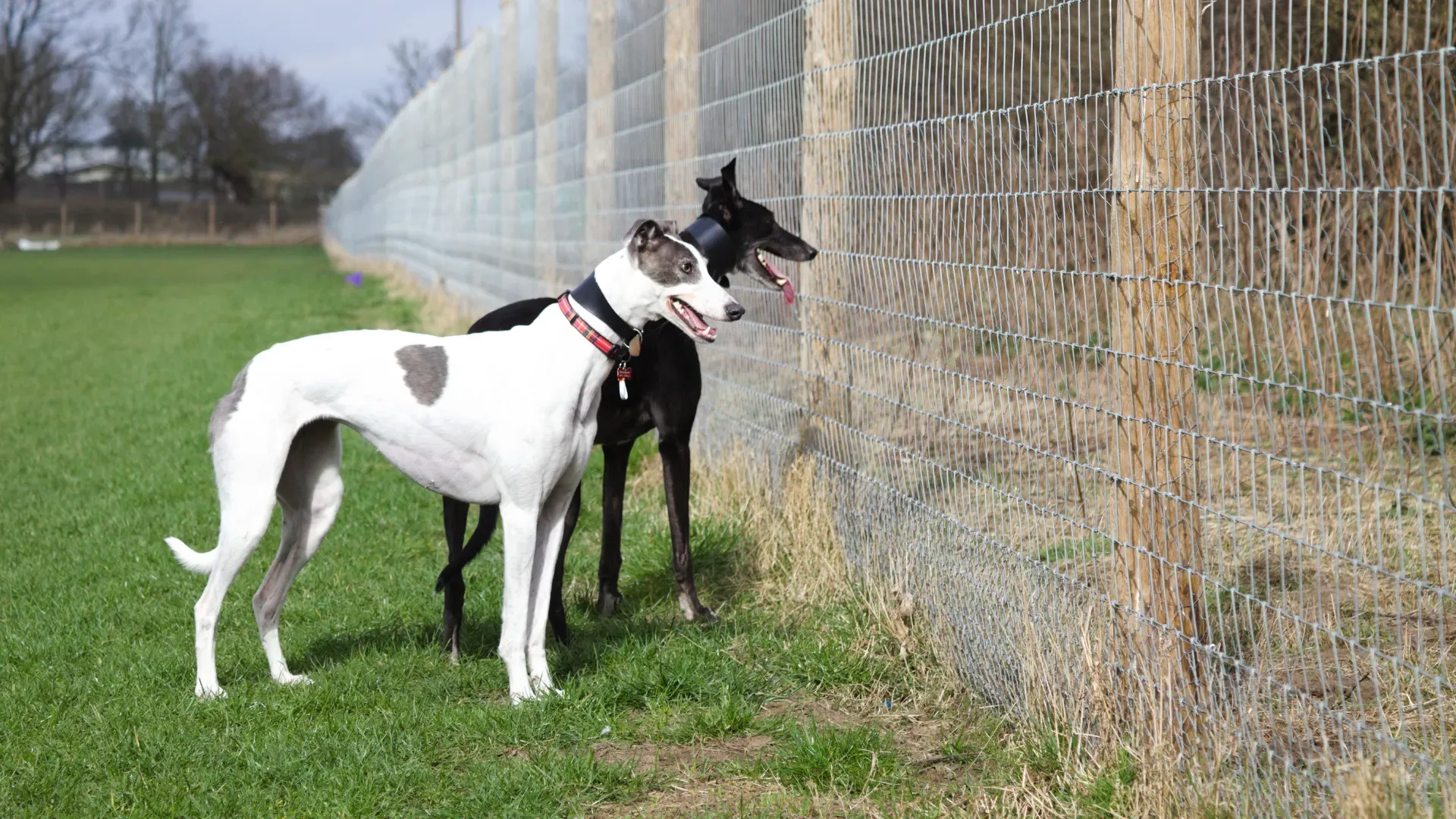 Best Fence for Greyhound