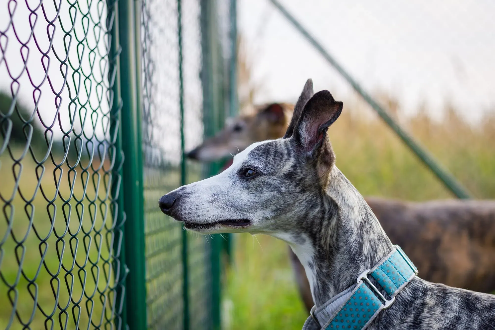 Metal fences for Greyhounds