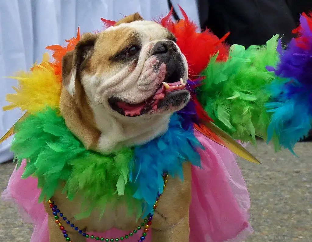 Pet-friendly events and festivals in Kansas City 