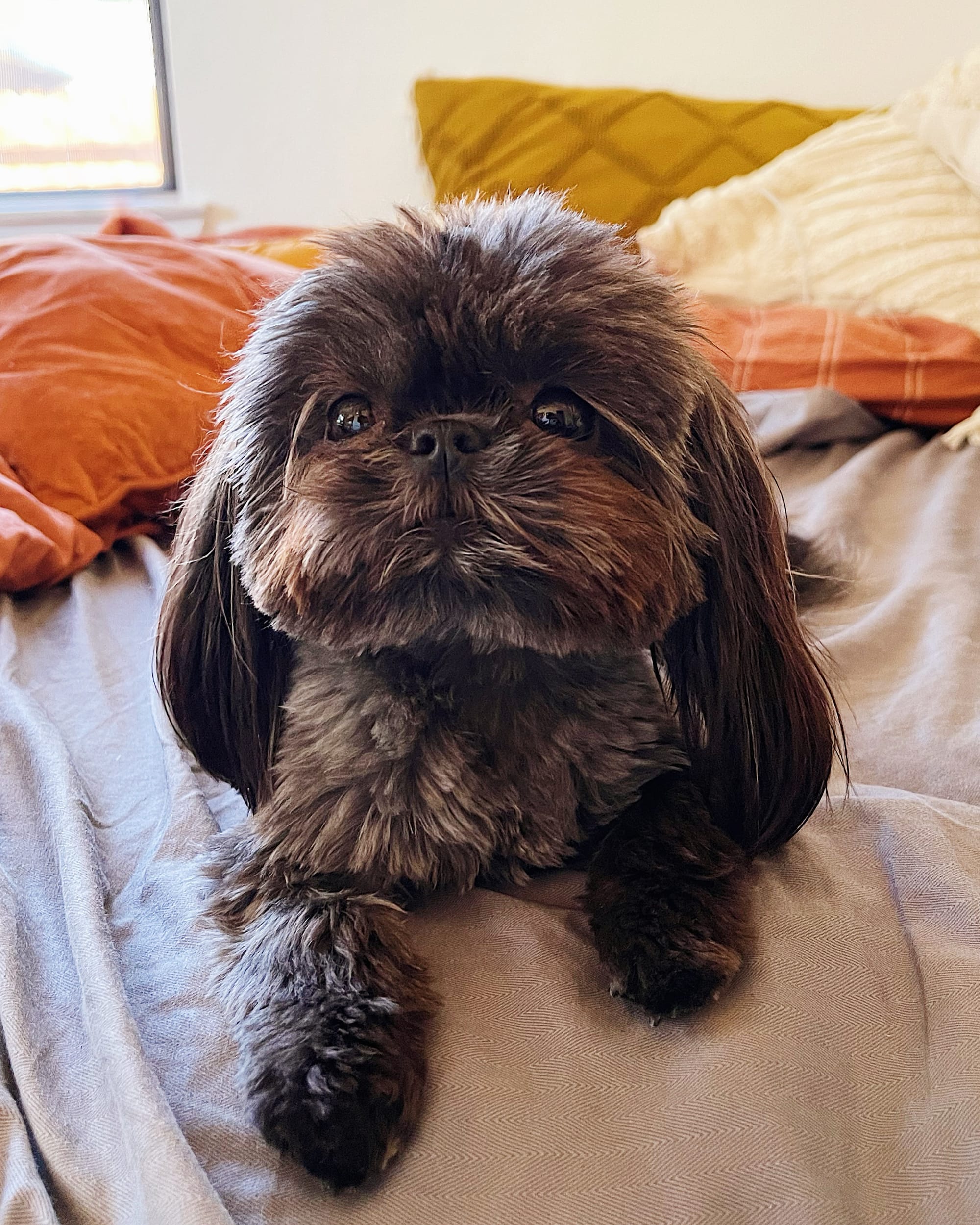 DOGFLUENCERS: Meet Kimchi, Instagram's 'Spicy Talking Shih Tzu'