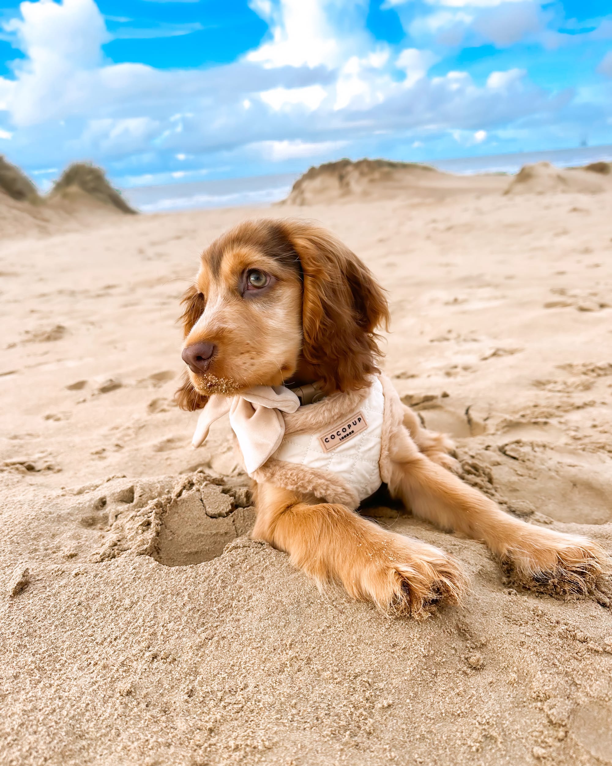 DOGFLUENCERS: Meet Rosie, The Adorable Cocker Spaniel Making Waves on Social Media