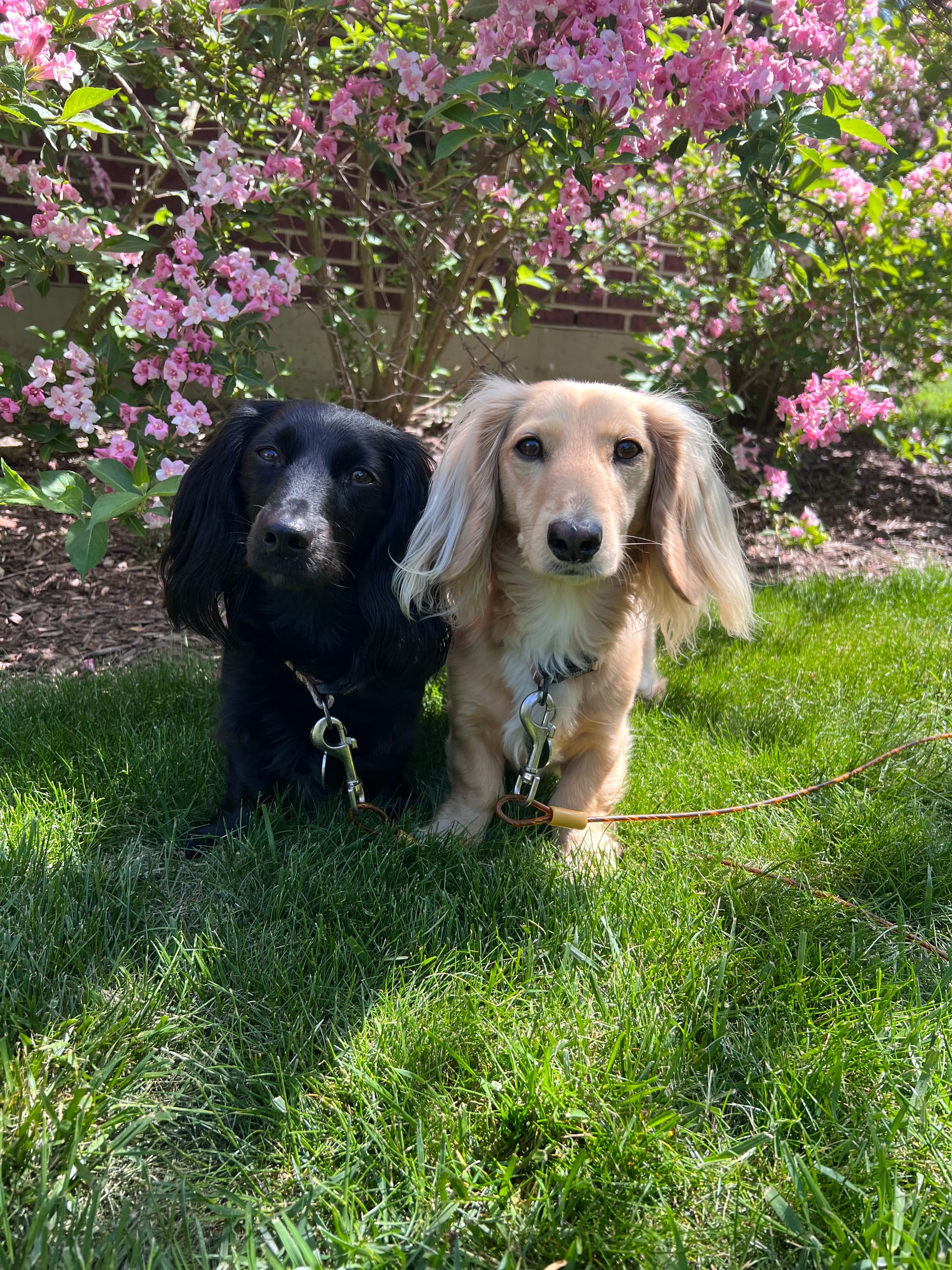 DOGFLUENCERS: Meet Finn and Tuck, Kentucky's Adorable Duo Taking Social Media by Storm